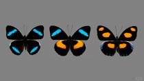 <h2> They must surely be aware </h2>
<p>No, the butterfly in the middle is not a 'hybrid' of the other two, neither is this a Photoshop trick.  These are three closely related but distinct species from the Peruvian Amazon:  <i>Nessaea hewitsonii</i>, <i>N. obrinus</i> and <i>Catonephele numilia</i>, each about 6cm in wing span.</p>

<p>About a year after composing this triptych and writing the caption above, I accidentally came across the paper 'On collecting and habits of the most important butterflies of the Amazon Basin'  by Otto Michael published in 1894 in the entomological journal 'Iris' vol. 7, pp. 193-237. A paragraph on page 216 reads (my translation from German):</p>

<p><i>'</i>Obrinus<i> romps in sunny spots in the forest; taking a break from his wild swift flight, he settles down with folded wings on a leaf illuminated by a ray of sunshine. Soon enough he slowly opens his wings and reveals their gorgeous, bright colors. The deep black, sky-blue and orange pattern draws stark contrast with the pale green of the underside. This butterfly is a common occurrence in these woods; very similar to him in color, size and shape is the rare </i>Hewitsonii<i>, the only difference being that the orange patches on the hind wings are replaced by sky-blue markings on the outer rims. The females of these species are similar in all but the smallest details. The magnificent </i>Numilia<i> is more conspicuous; it too spreads its wings when basking in the sun and shows off the orange spots on a velvet black background of the wing upper side, perhaps because  the underside is of a yellow-brown color and too modest to impress with. Hiding from sight obviously goes against the nature of this butterfly genus, since they must surely be aware of the disruption that their dazzling appearance wreaks on the green monotony of the forest; along with the </i>Heliconius<i>, they are the forest's living flowers.'</i></p>

<p>Darn.  I was born a century too late.</p>